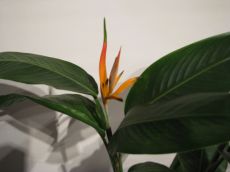 heliconia "olympic"