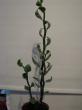 pedilanthus smallii variegatus ( lžičkovitá forma)