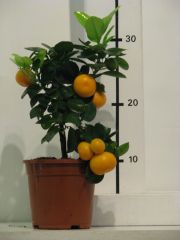 citrus calamondin