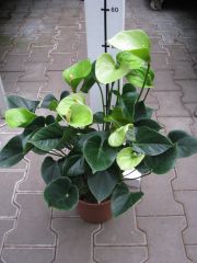 anthurium andreanum " anthedesia green " - anturie , toulitka