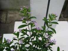 cuphea myrthifolia
