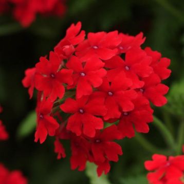 Verbena "aztec dark red" - převislá