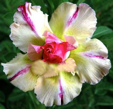 Adenium obesum "thong siam" - pouštní růže