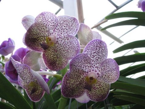 Vanda hybrid č.8