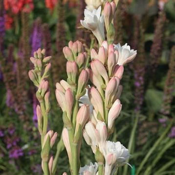 polianthes tuberosa "the pearl"