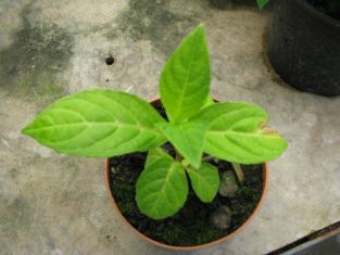 hydrangea serrata "intermedia" - hortenzie pilovitá