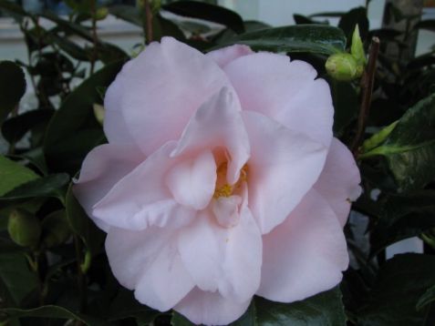 Camellia japonica "hagoromo" - kamélie