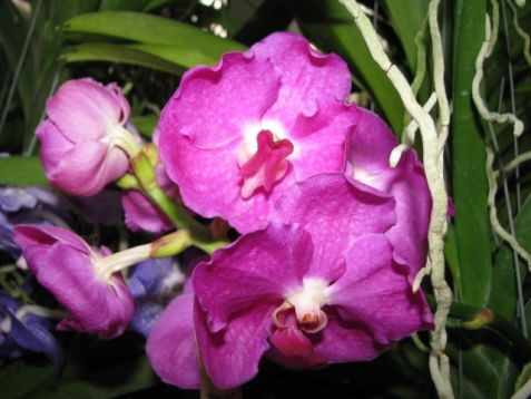 Vanda hybrid no.9