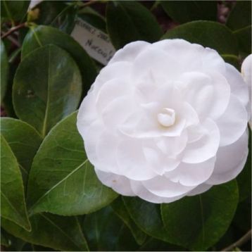 Camellia "nuccio´s alba" - kamélie