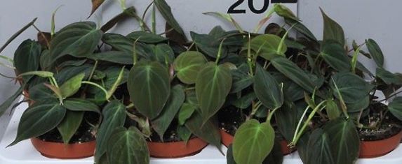 philodendron scandens micans