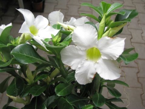 Adenium obesum, white - pouštní růže, bílá
