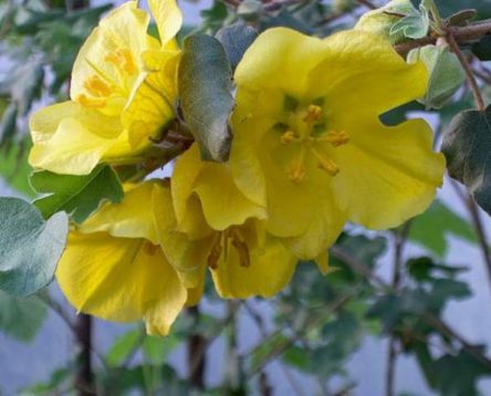 Fremontodendron "california gold"
