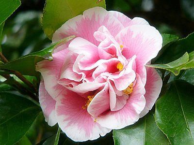 Camellia "elizabeth dowd silver"