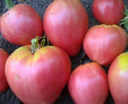 Tomato "velmozha"