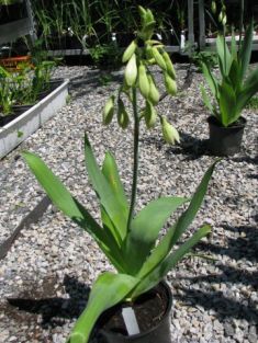 galtonia viridiflora - galtonie zelenokvětá, letní hyacint