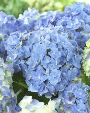 Hydrangea macrophylla "forever & ever ®" blue heaven