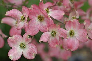 Cornus florida "pink flame"