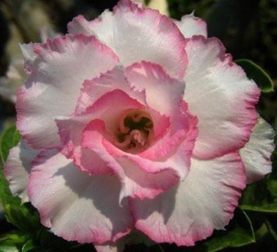 Adenium obesum "play praky" - pouštní růže