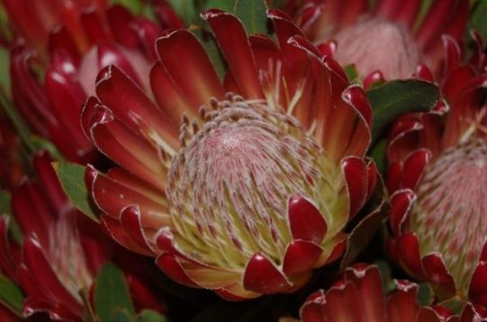 Protea cynaroides "red baron"