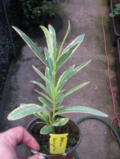 nerium variegatum rosea - oleandr