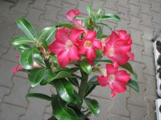 adenium obesum "scarlet pink" - pouštní růže