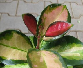 hoya australis "lisa" - voskovka