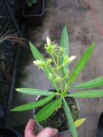 Nerium oleander "double yellow"