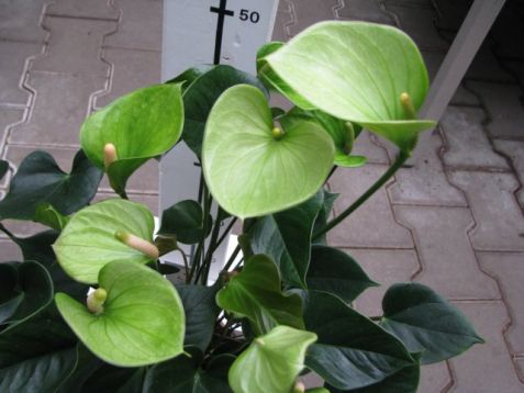 Anthurium andreanum "anthedesia green" - anturie, toulitka