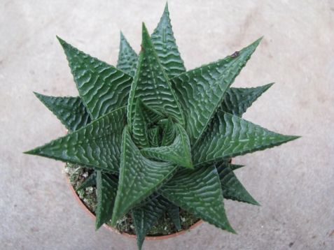 Haworthia limifolia