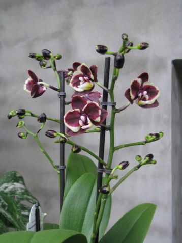 Phalaenopsis "brown sugar"