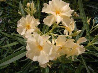 nerium oleander "double yellow"
