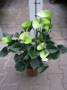 anthurium andreanum "anthedesia green" - anturie , toulitka