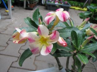 adenium obesum "star of yellow dream"