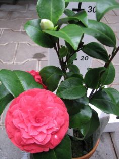 camellia "auguste delfosse" - kamélie