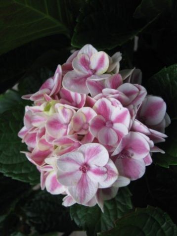 Hydrangea macrophylla "forever & ever ®" peppermint