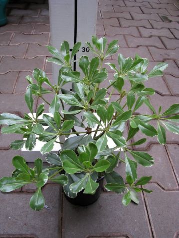 Pittosporum tobira variegata