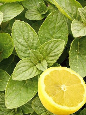 Lemon mint "hillary"s sweet lemon"