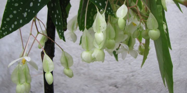 begonia "tamaya white"