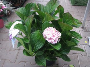 hydrangea macrophylla " forever&ever ® " peppermint " - hortenzie