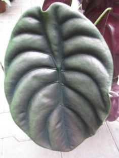 alocasia "red secret"