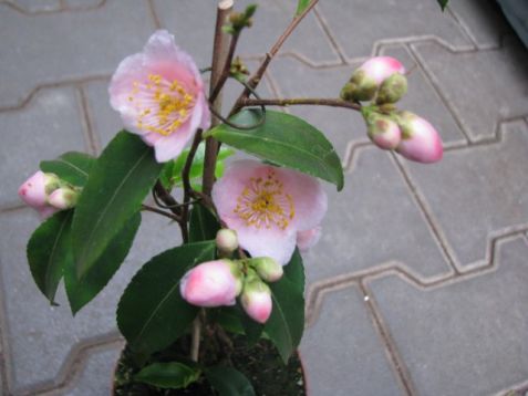 Camellia "duftglocken"