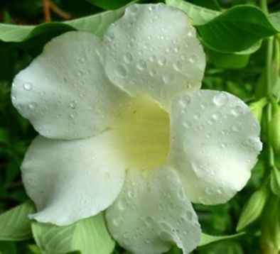 Allamanda cathartica white - alamanda počistivá