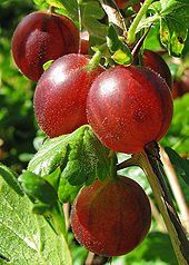 Ribes uva-crispa "spinefree" - angrešt rezistentní, beztrnný
