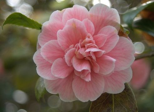 Camellia "pink diddy"