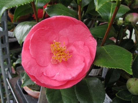 Camellia "billie mcfarland" - kamélie