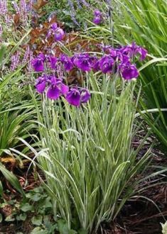 iris kaempferi variegata
