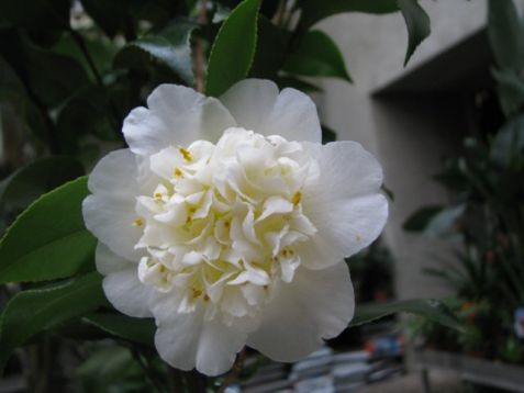 Camellia x williamsii "jury"s yellow"