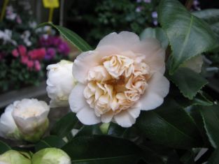 camellia x williamsii "jury´s yellow"