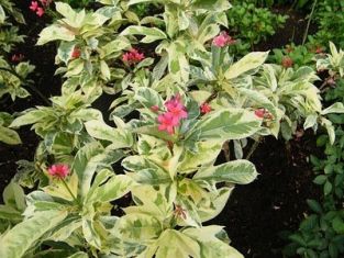 jatropha intergerrima variegated - jatrofa panašovaná