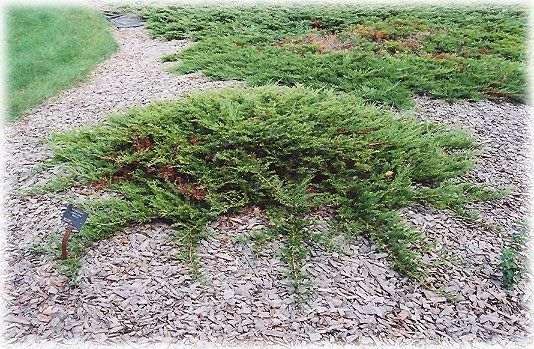 Juniperus sabina "buffalo" - jalovec chvojka